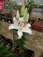 [4367 Nobel GA No01.JPG]